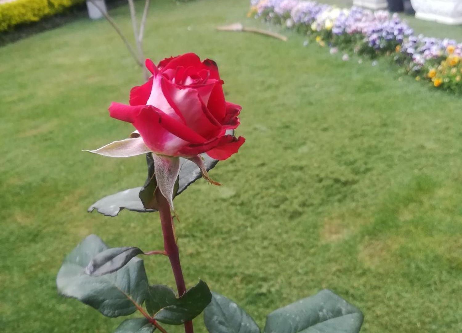 Royal Wattles Boutique Homestay