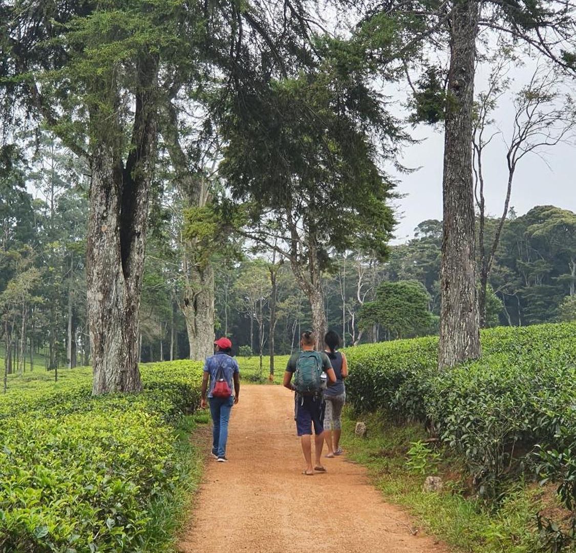 Dover * Nuwara Eliya