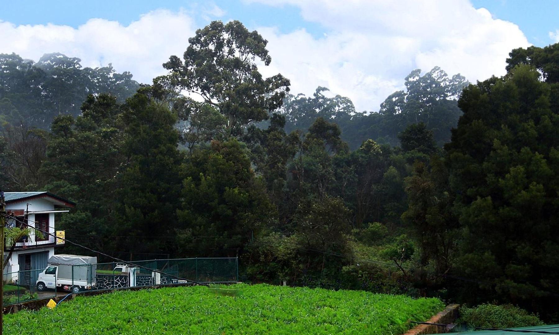 Nelma's Cosy Nuwara Eliya