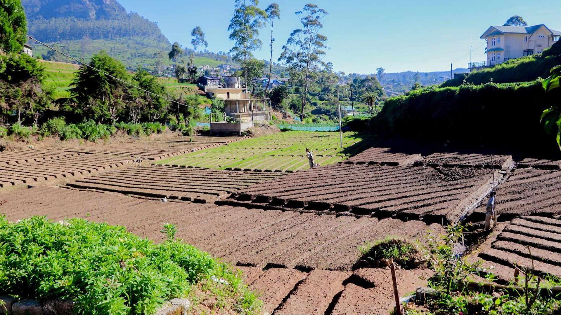 Homestay St Elmo Nuwara Eliya