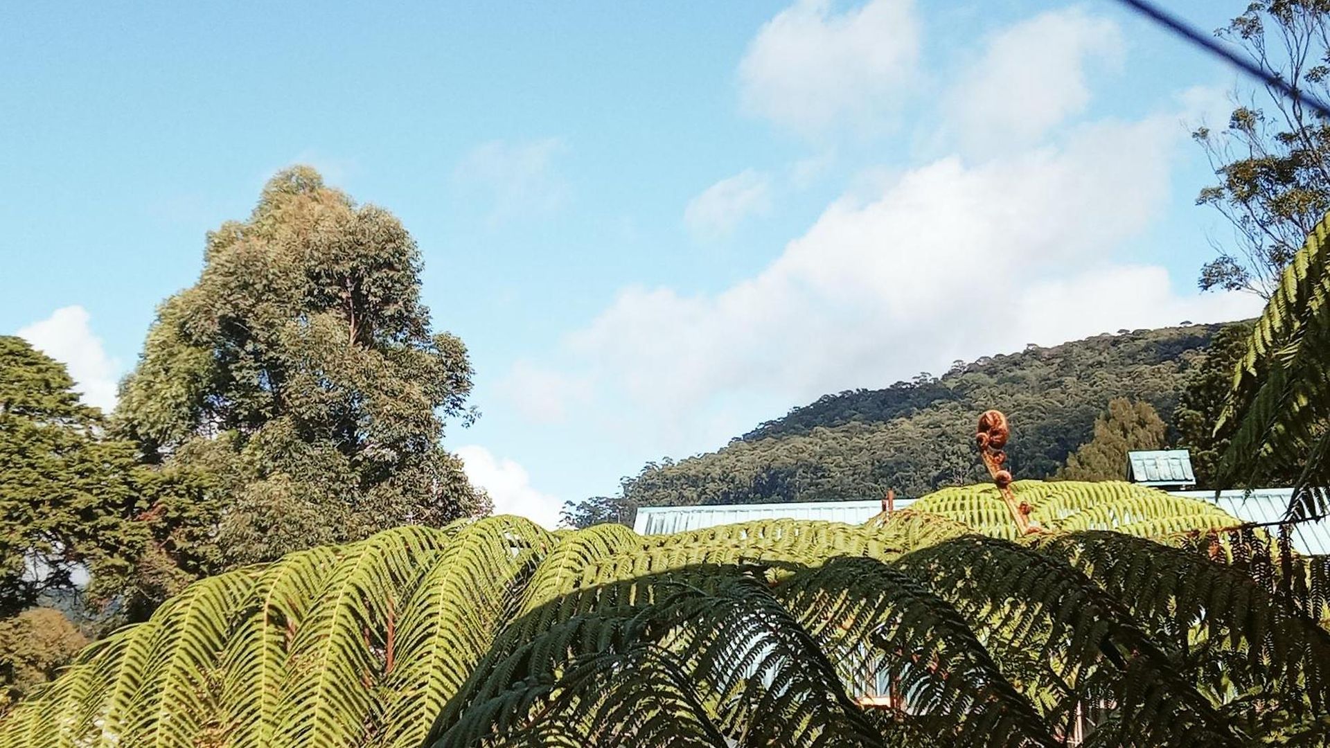 20/20 Wood Nuwara Eliya