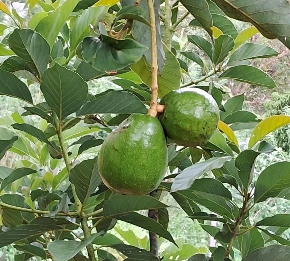 Belihull 3* Nuwara Eliya