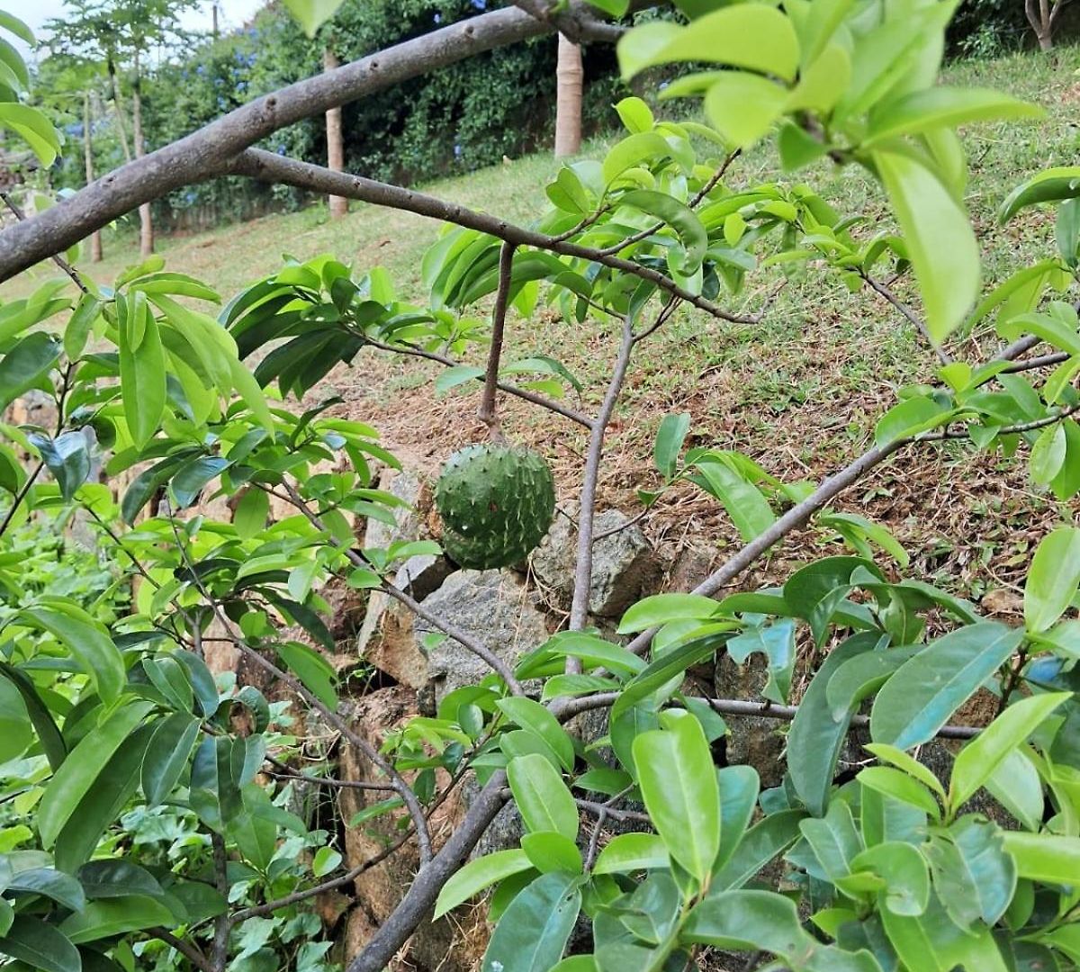Belihull 3* Nuwara Eliya