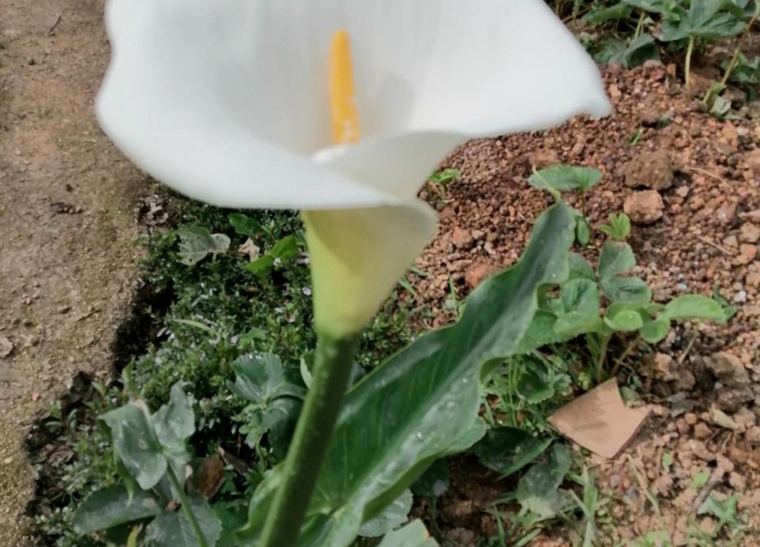 Lakleen * Nuwara Eliya