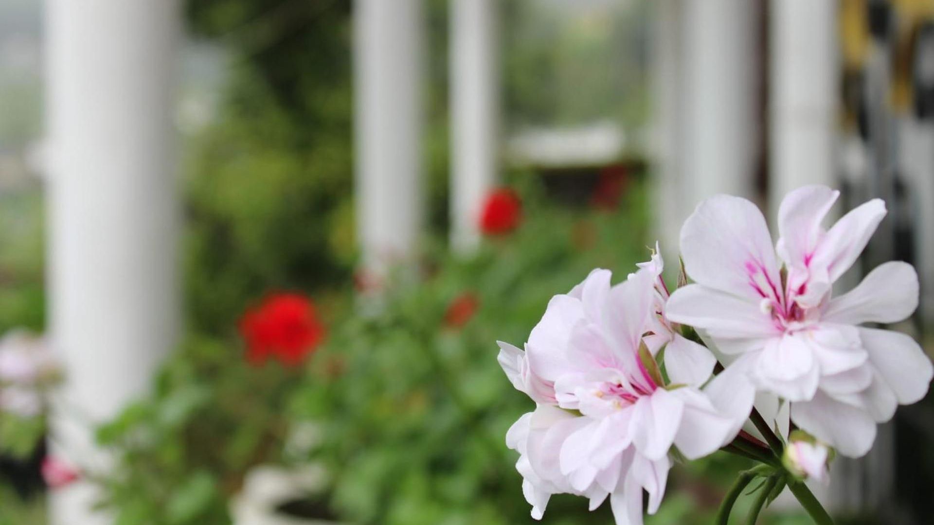 Sinora Bungalow Bed & Breakfast Nuwara Eliya