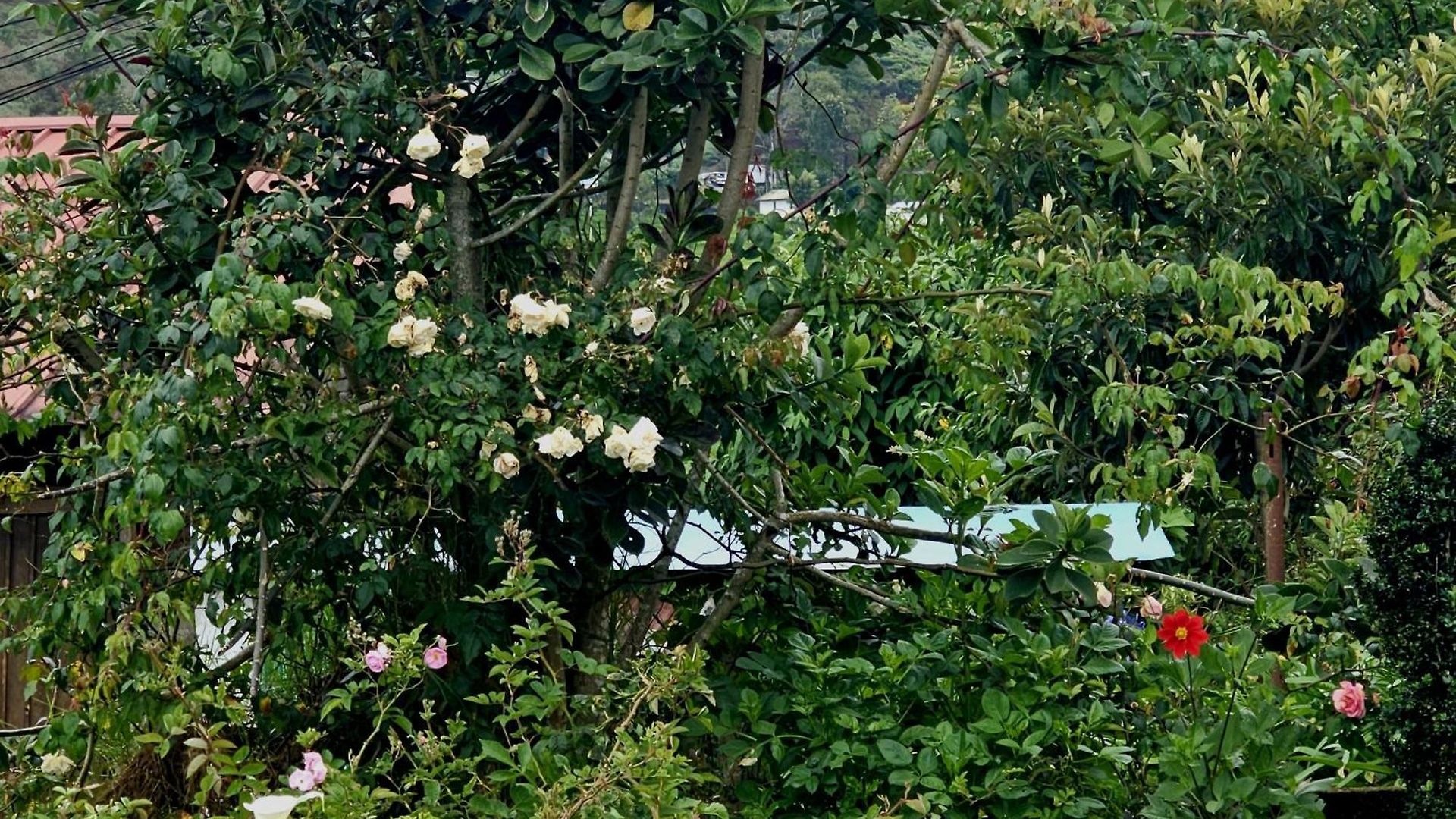 Haven Backpackers * Nuwara Eliya