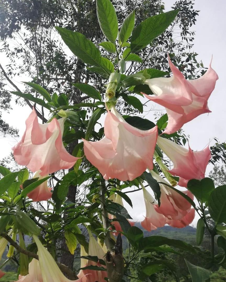 Honey Bees & Lily Trees Nuwara Eliya