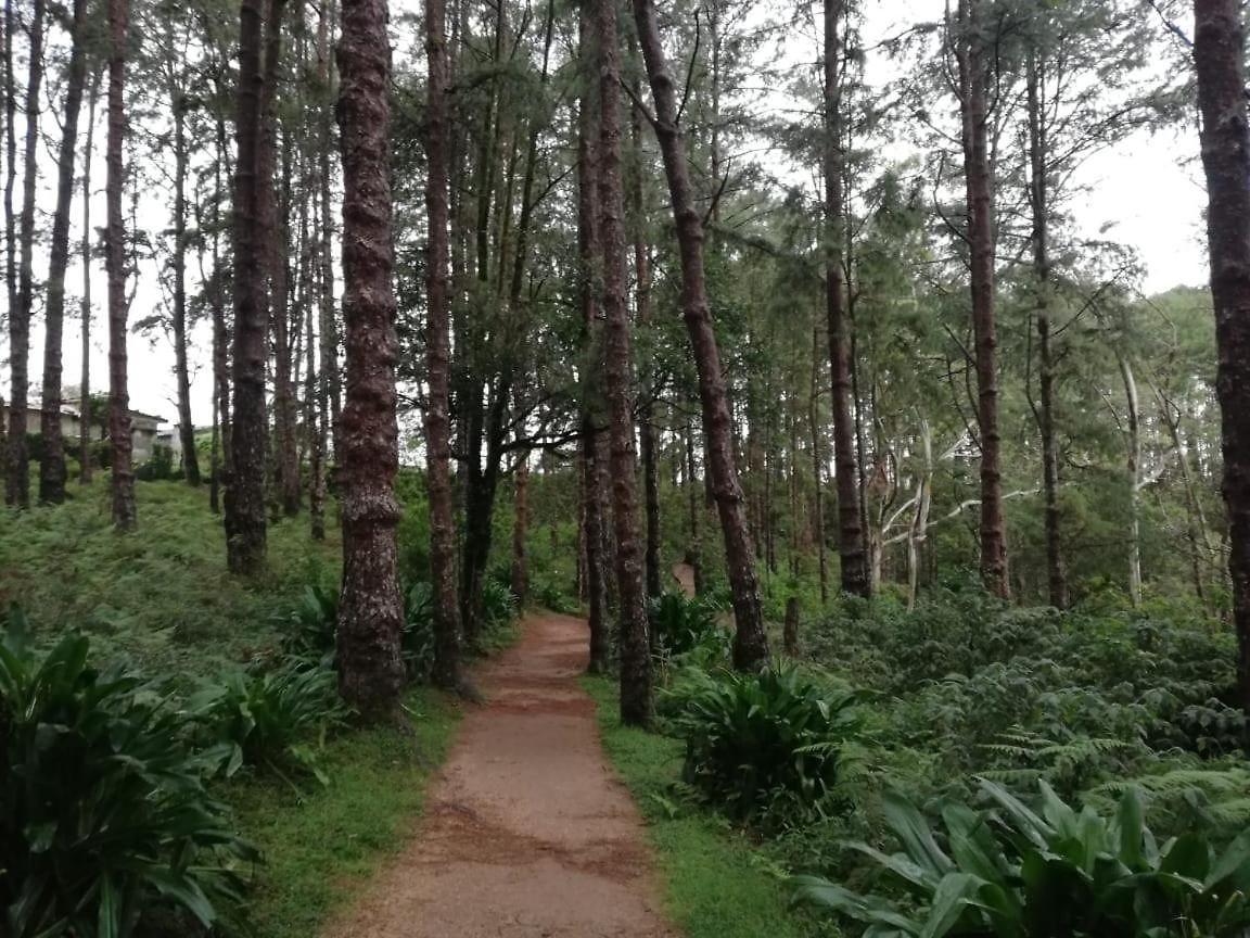 Lodge Honey Bees & Lily Trees Nuwara Eliya