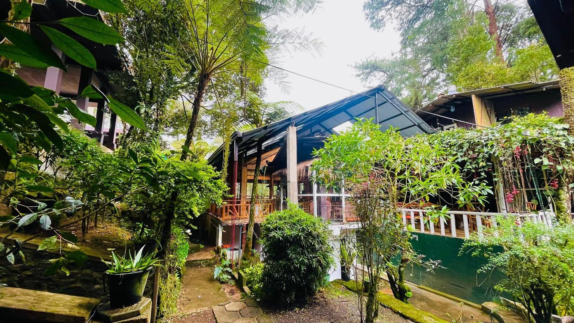 King Fern * Nuwara Eliya