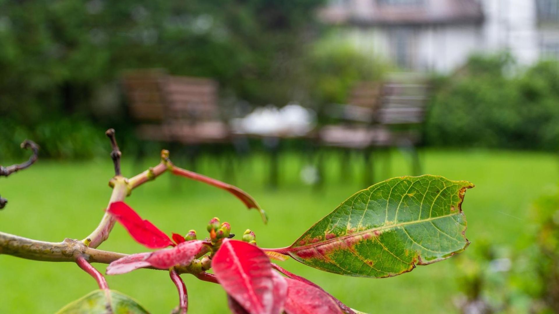 Tranquil Garden