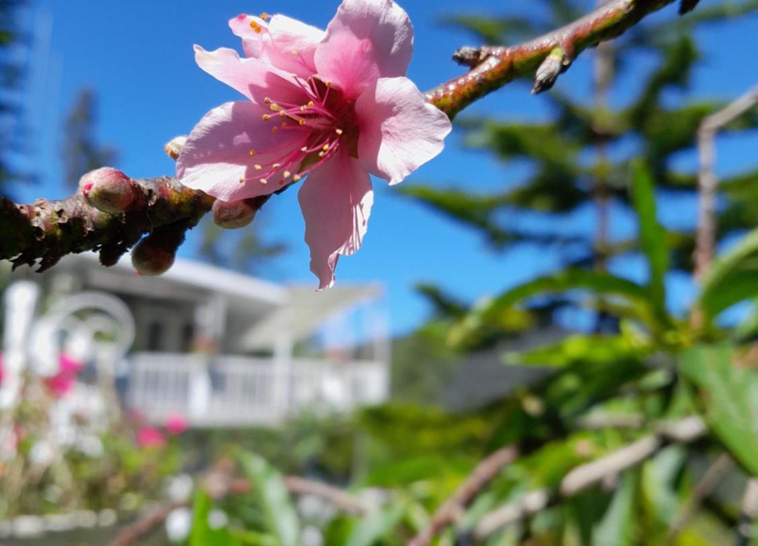 The Nuwaraeliya Homestay Nuwara Eliya
