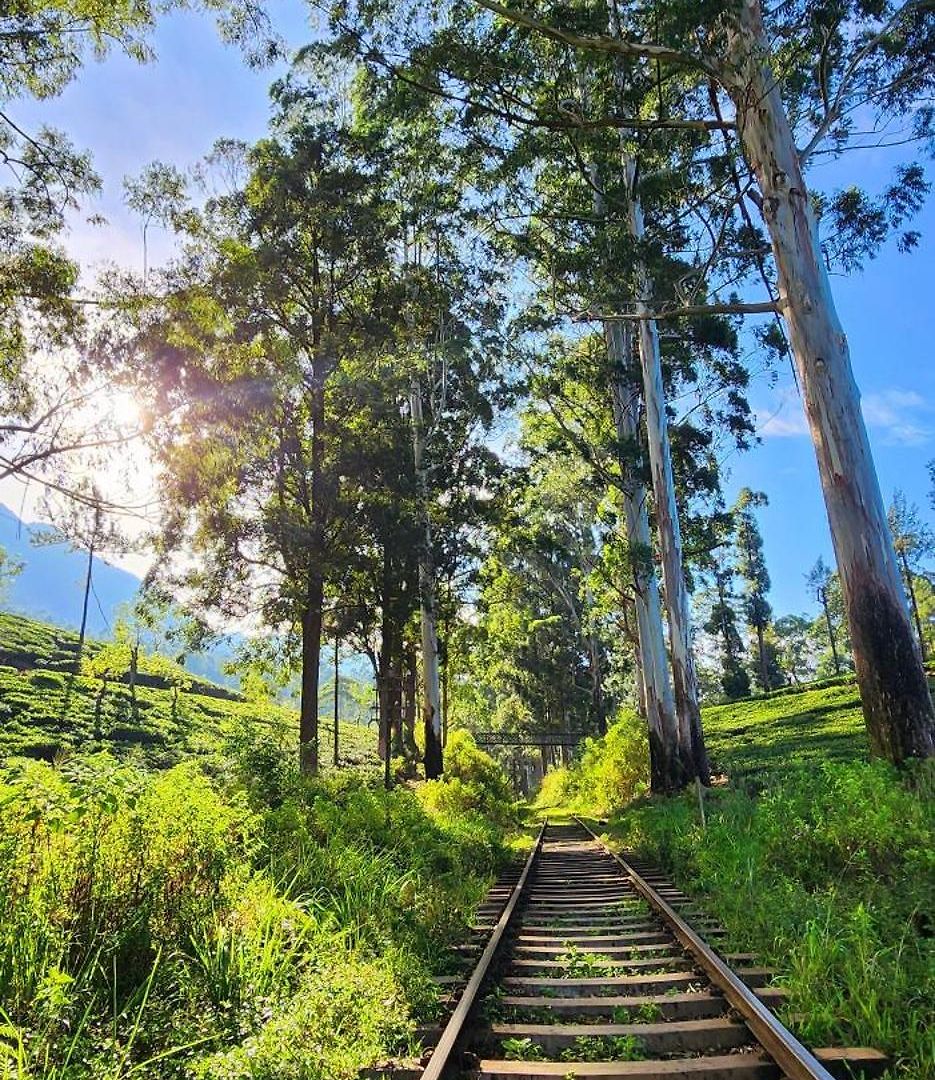 Kithul * Nuwara Eliya