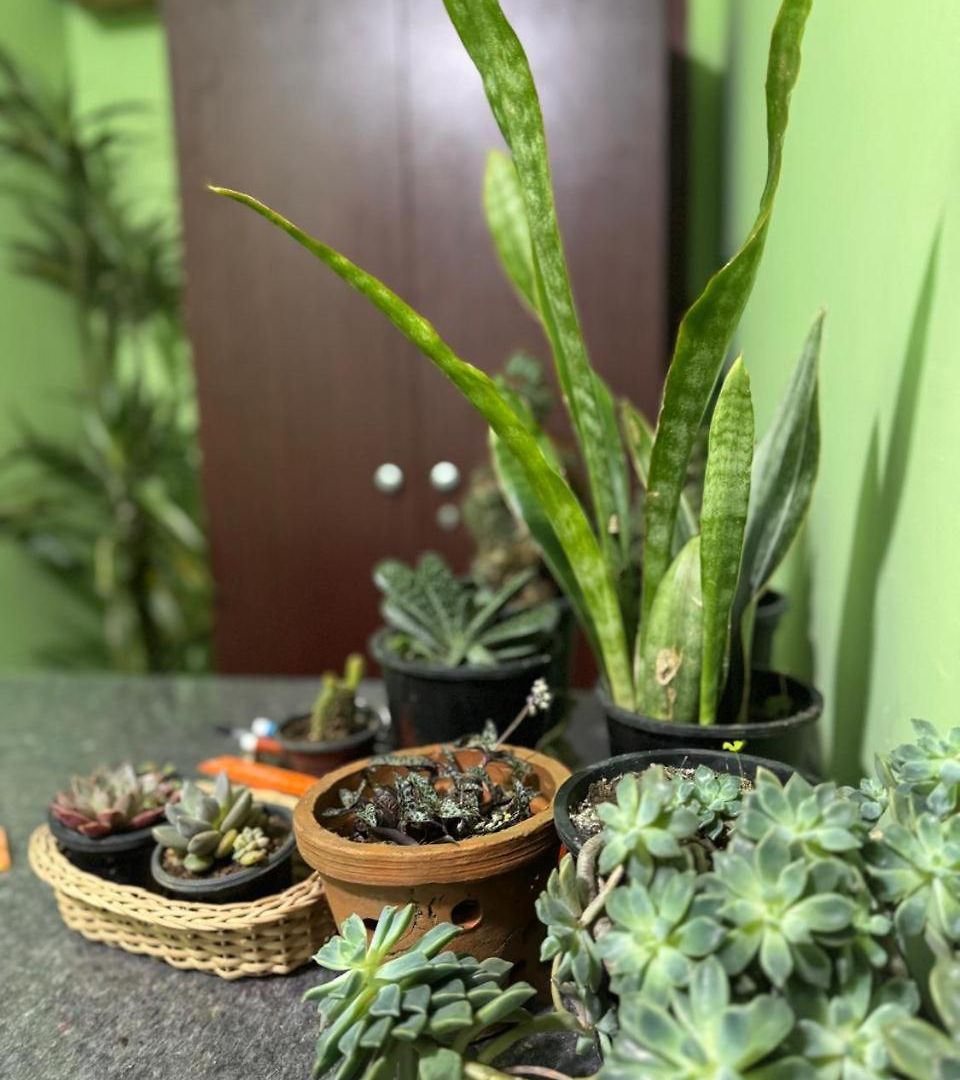 Succulent * Nuwara Eliya