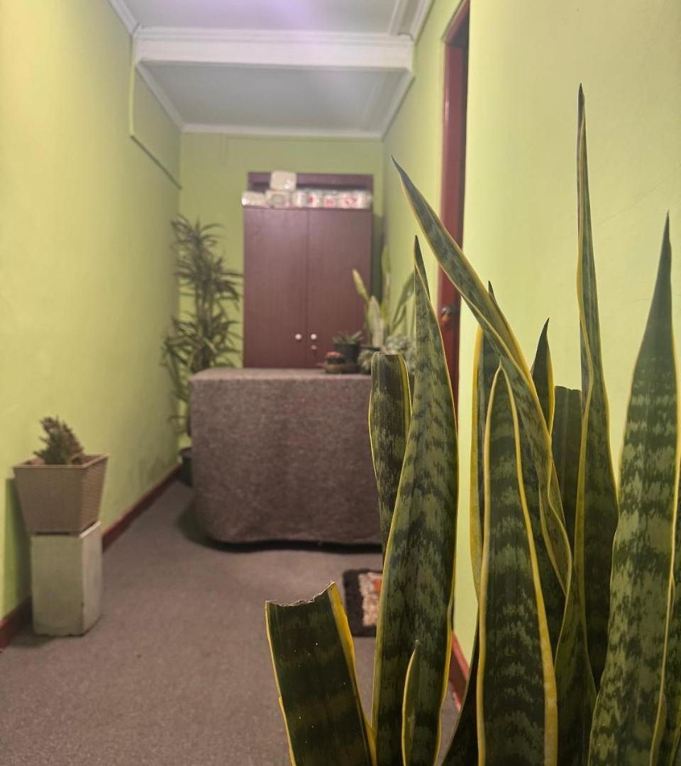 Succulent *