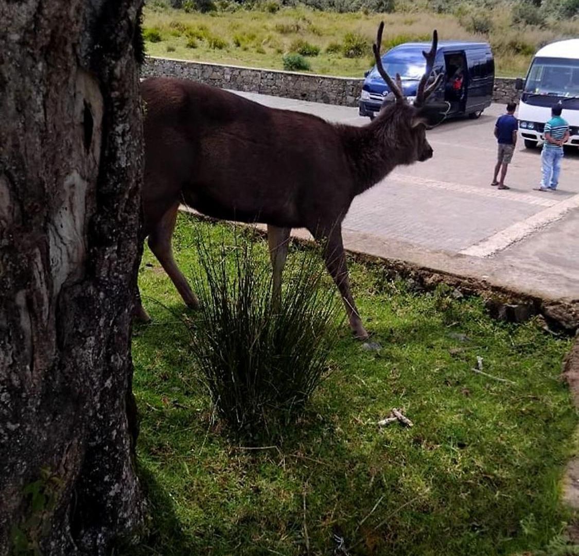 The Vacation Nuwara Eliya