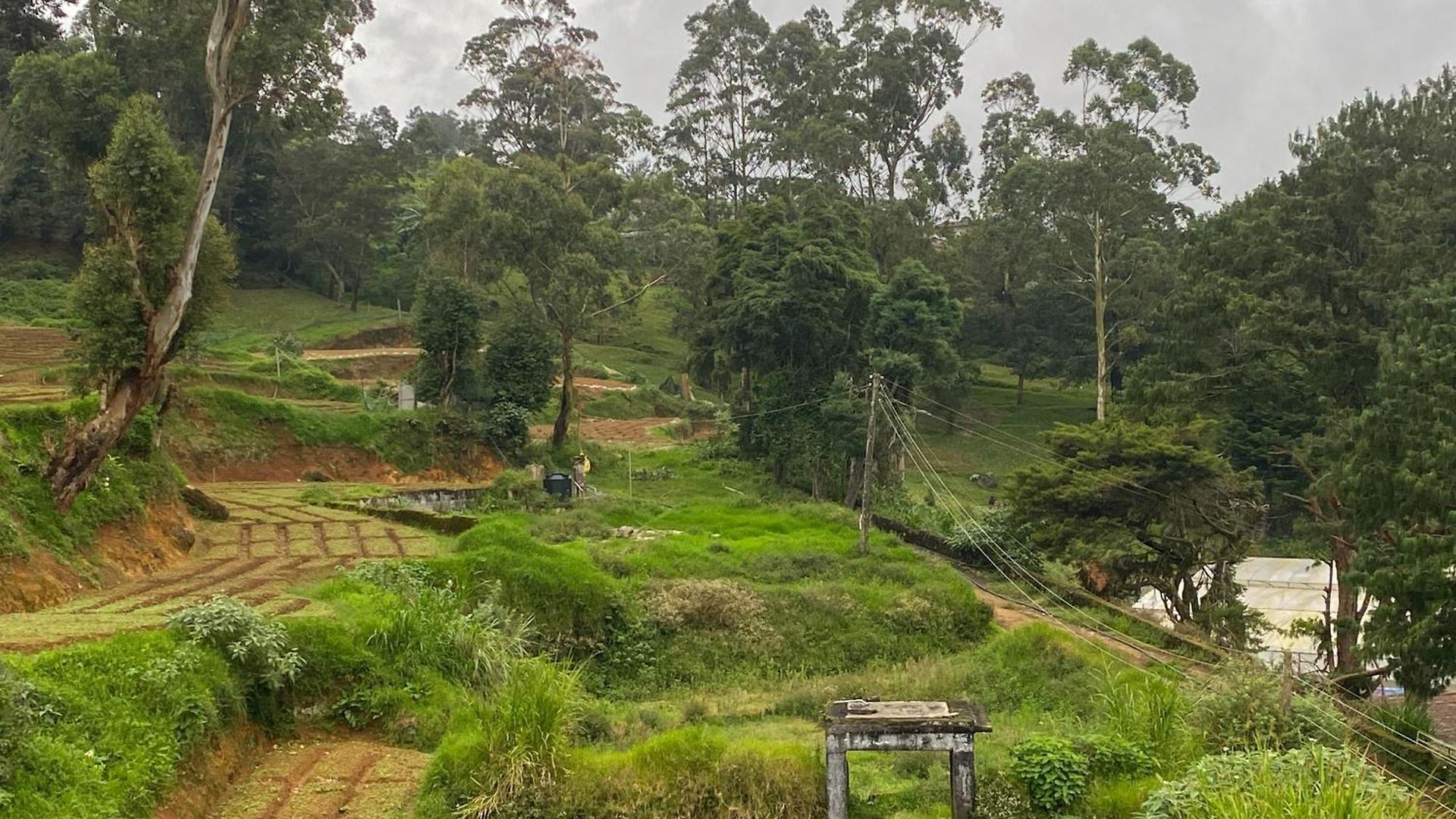 S And D * Nuwara Eliya