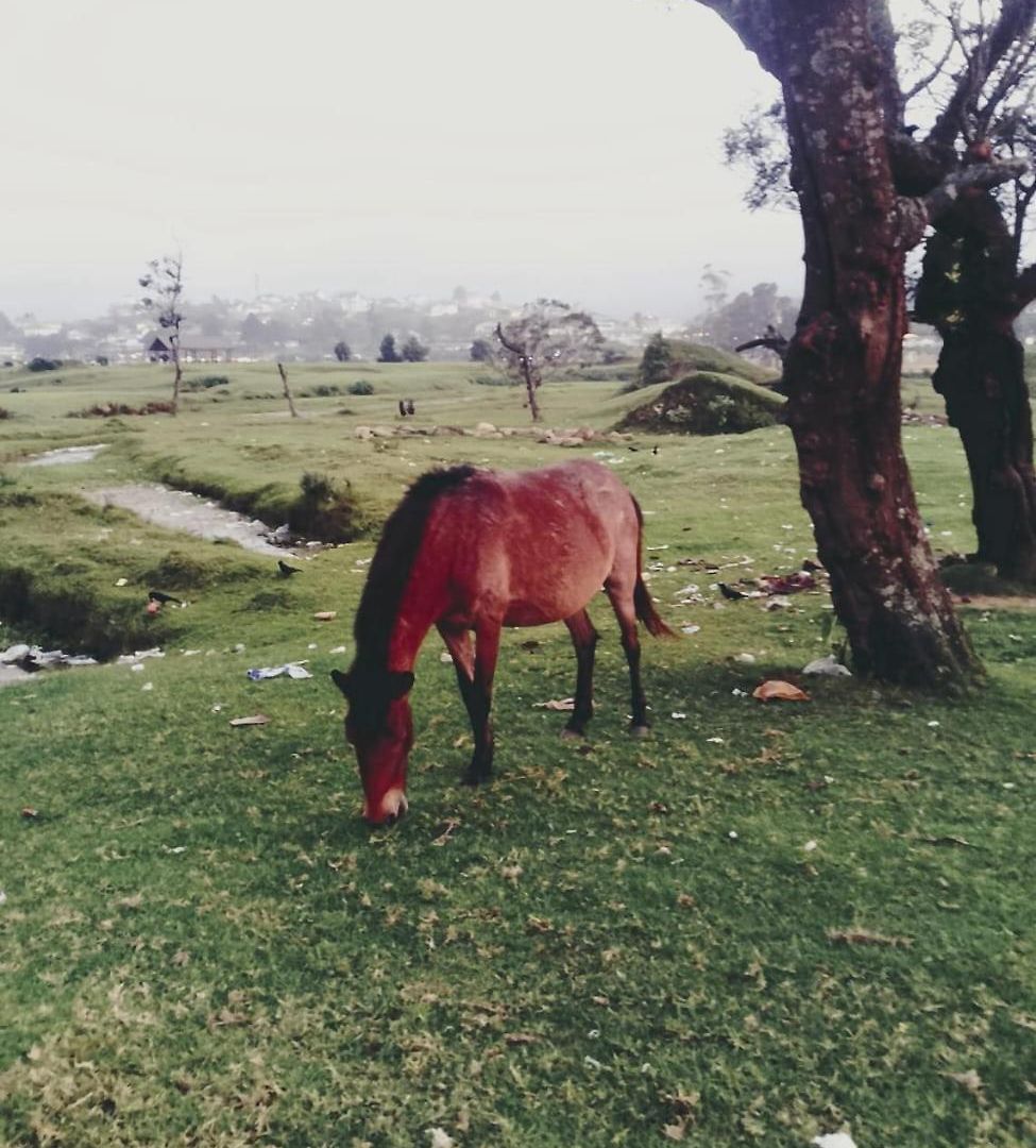 Guest house Amaraai Edge