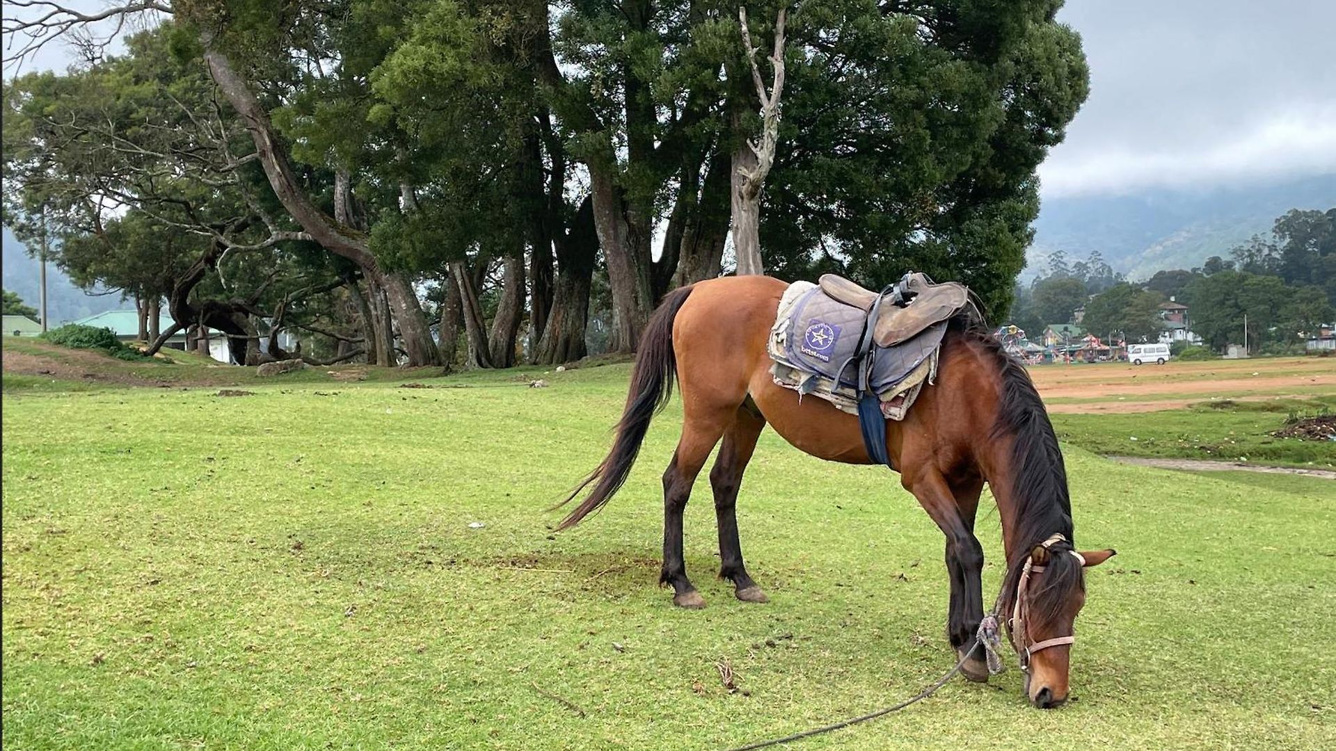 Breeze * Nuwara Eliya