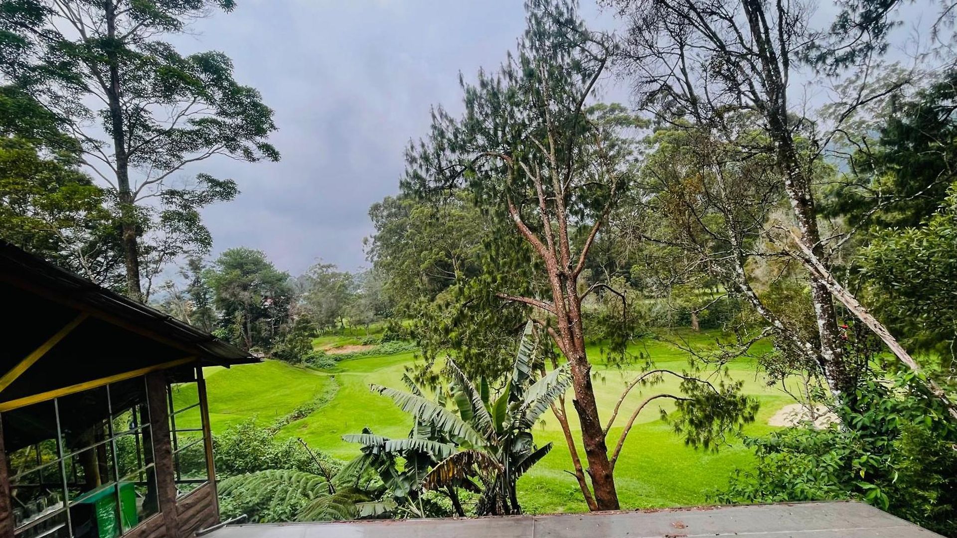King Fern Nuwara Eliya