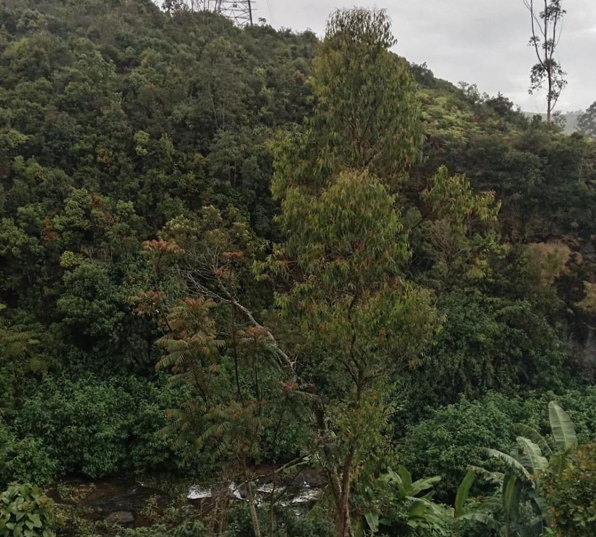 Gregory River View