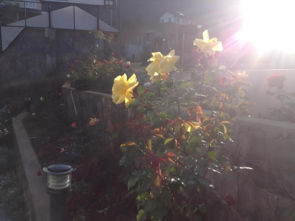 Hotel Daffodils 4*