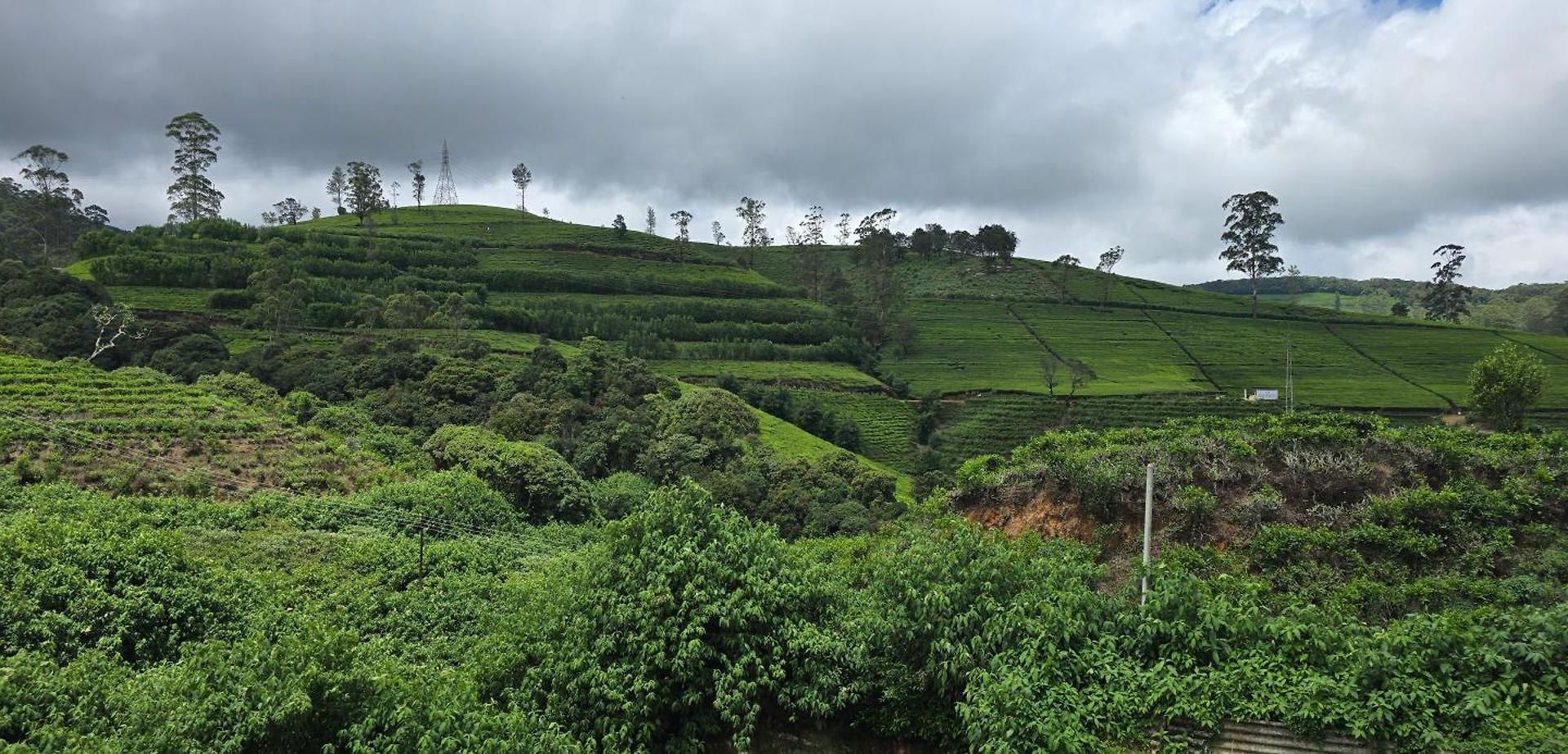Thistest * Nuwara Eliya
