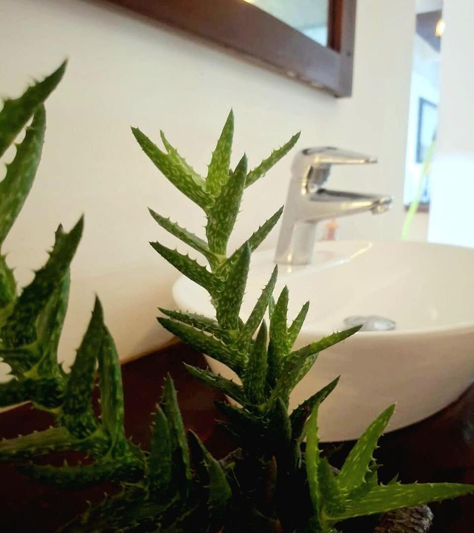 Ivy Bed & Breakfast Nuwara Eliya