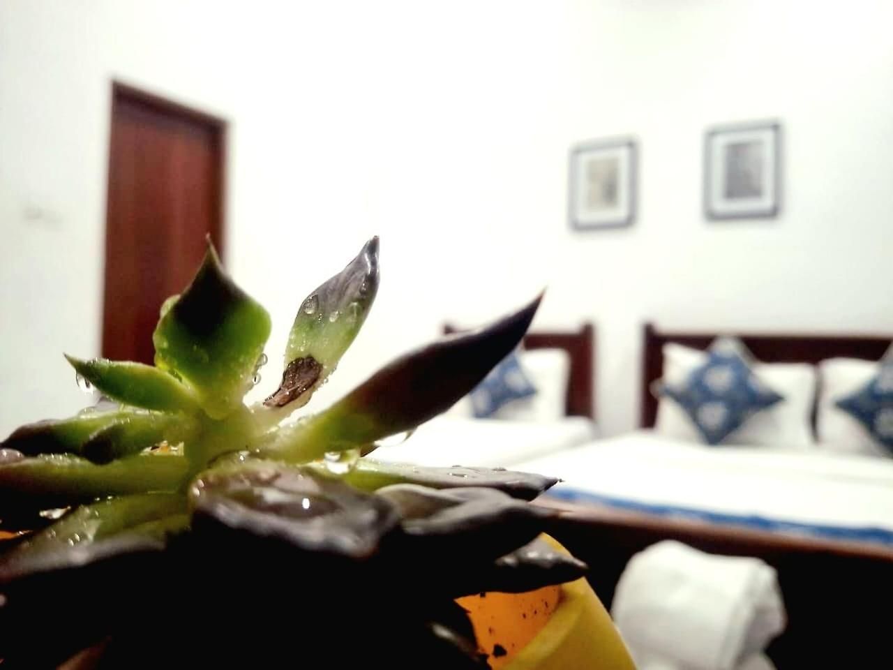 Bed & Breakfast Ivy *