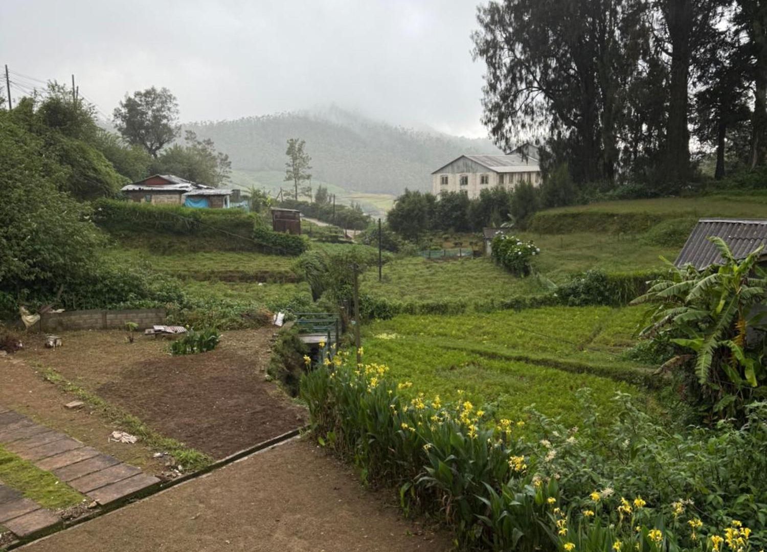 Lavender * Nuwara Eliya