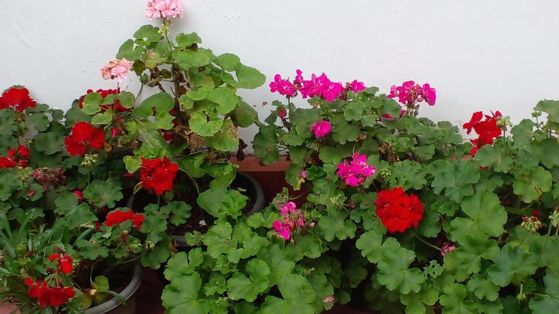 Blackpool 55 Homestay Nuwara Eliya