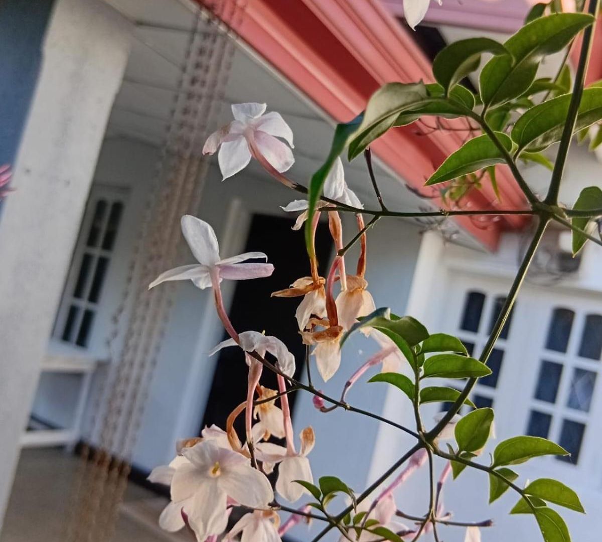 Rose Palace *