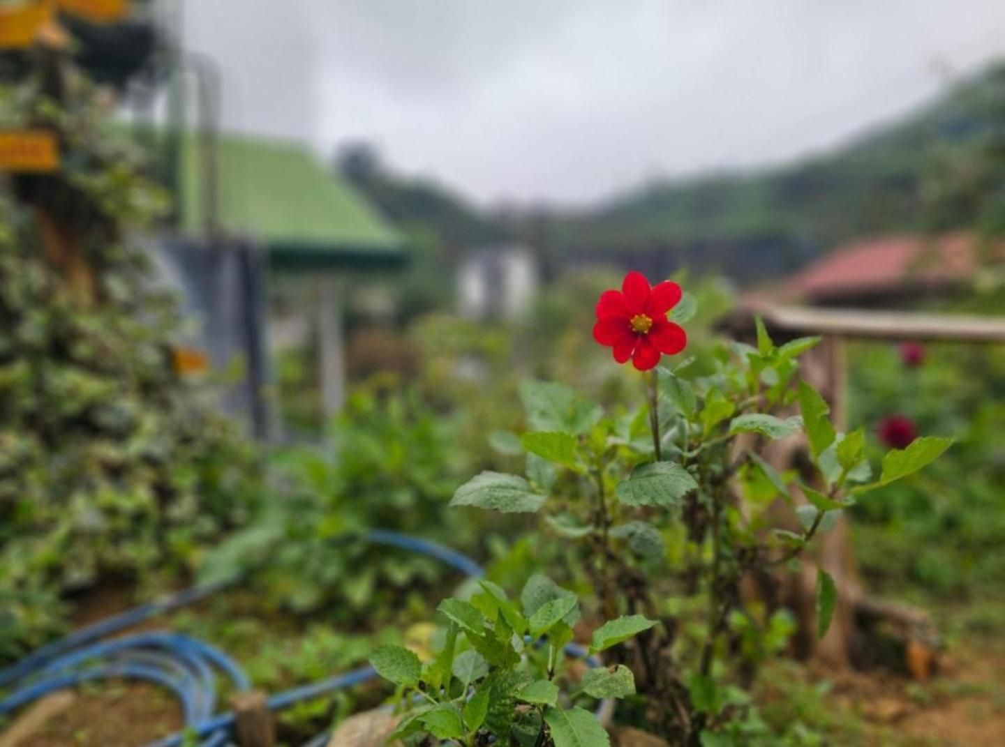 Chez Rooftop * Nuwara Eliya
