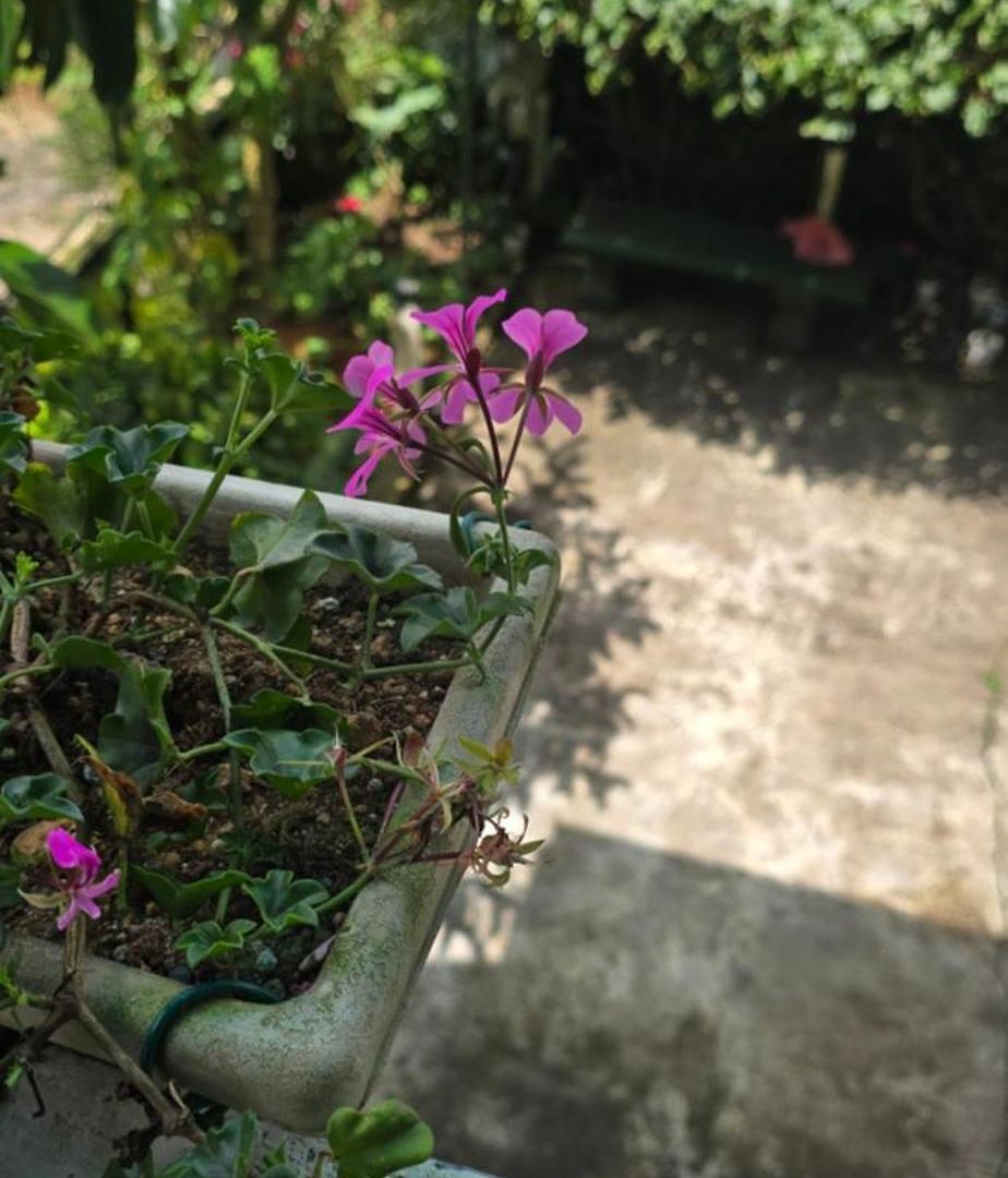 Mapelle House Guest house Nuwara Eliya