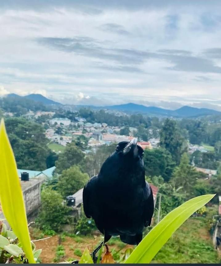 Homestay La Rose Geust House Nuwara Eliya