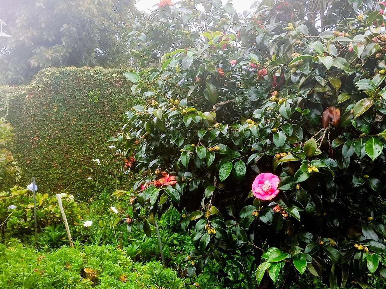 Homestay Ann Field *