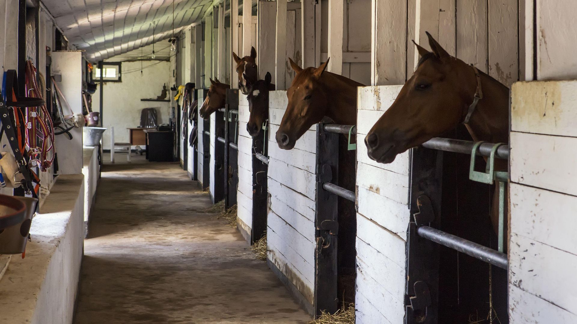 Hill Rise Luxury & Stables By Edwards Collection - Villa