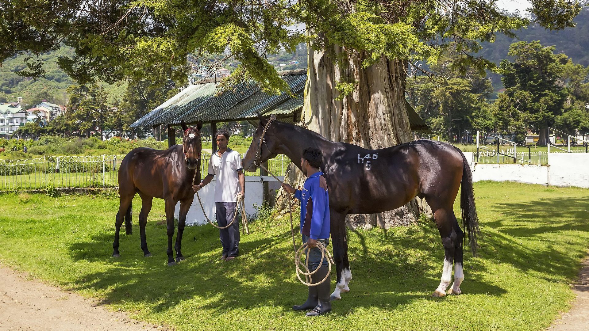 Hill Rise Luxury & Stables By Edwards Collection - Villa *
