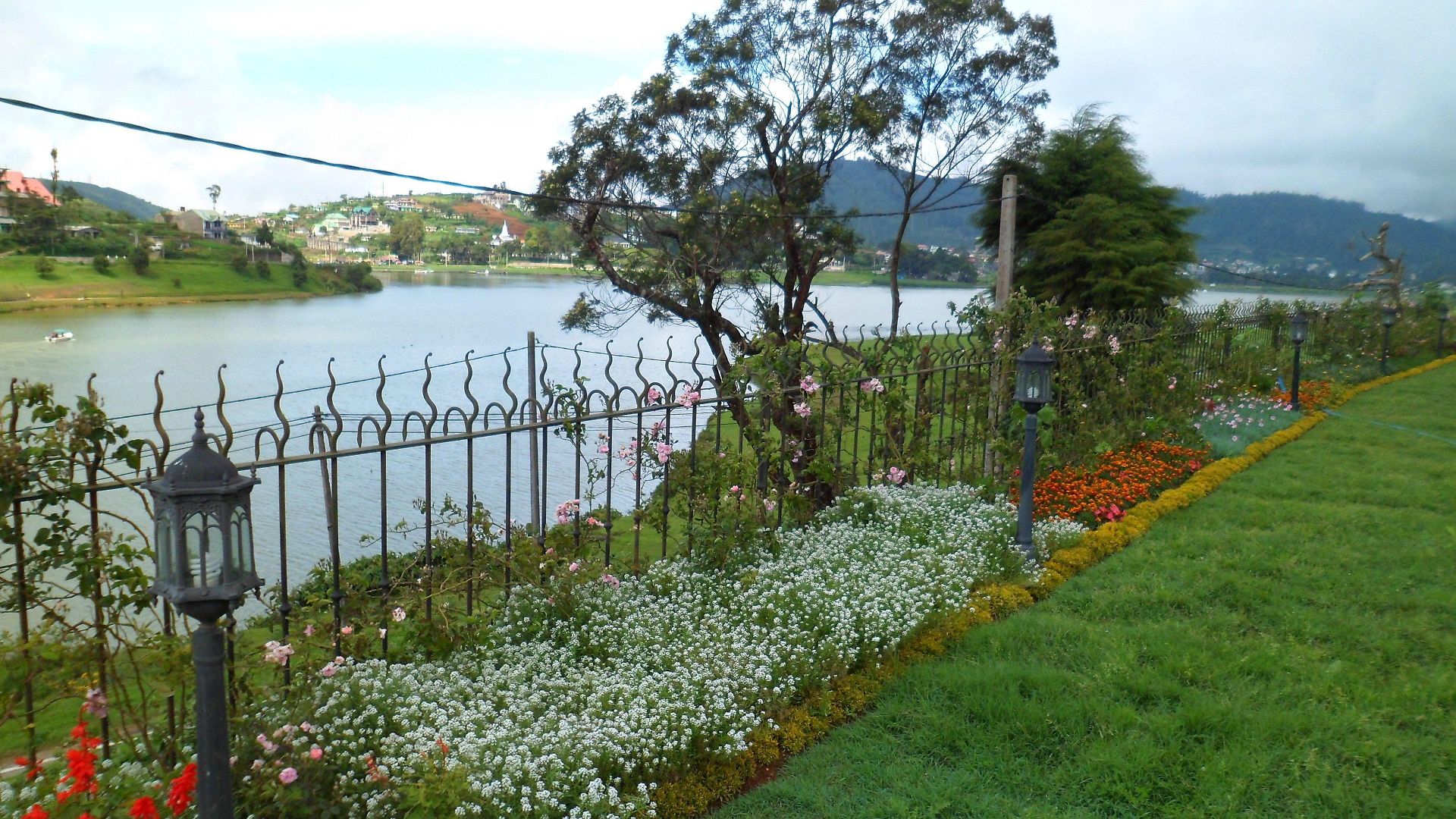 Tea Plant