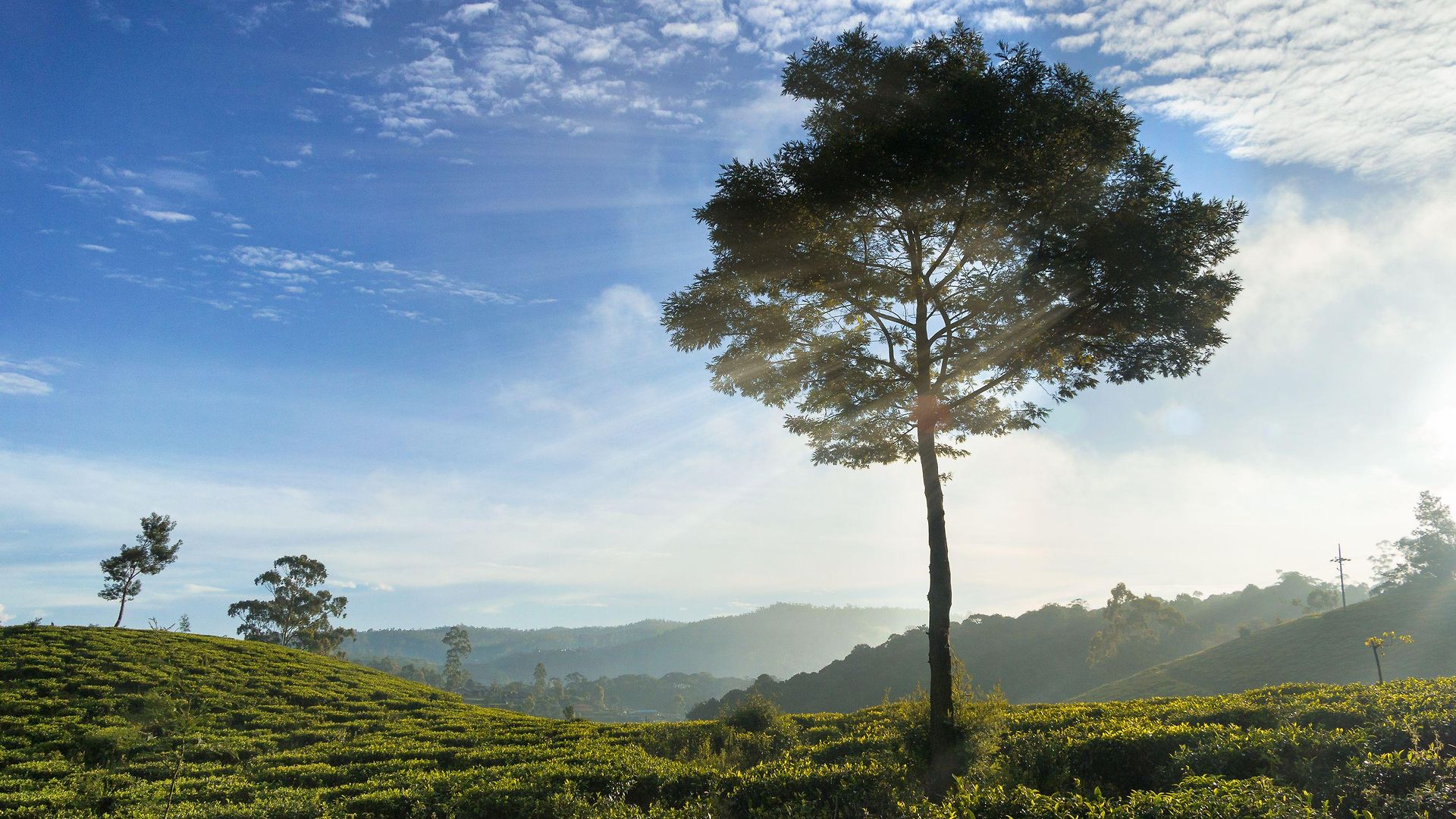 Kent Nuwara Eliya