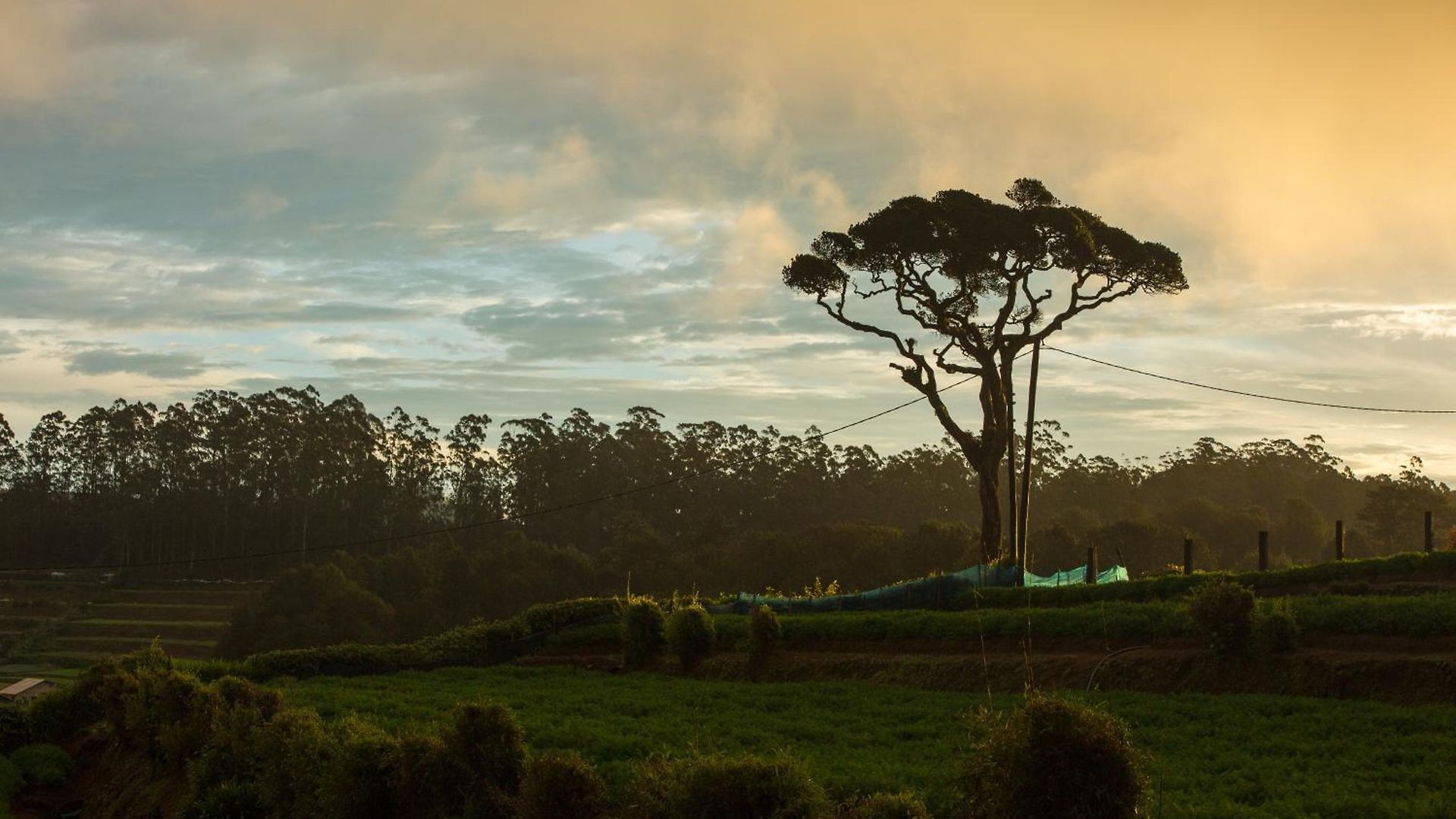 Grand Camellia Nuwara Eliya