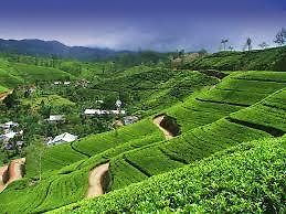 Winter Dream Nuwara Eliya