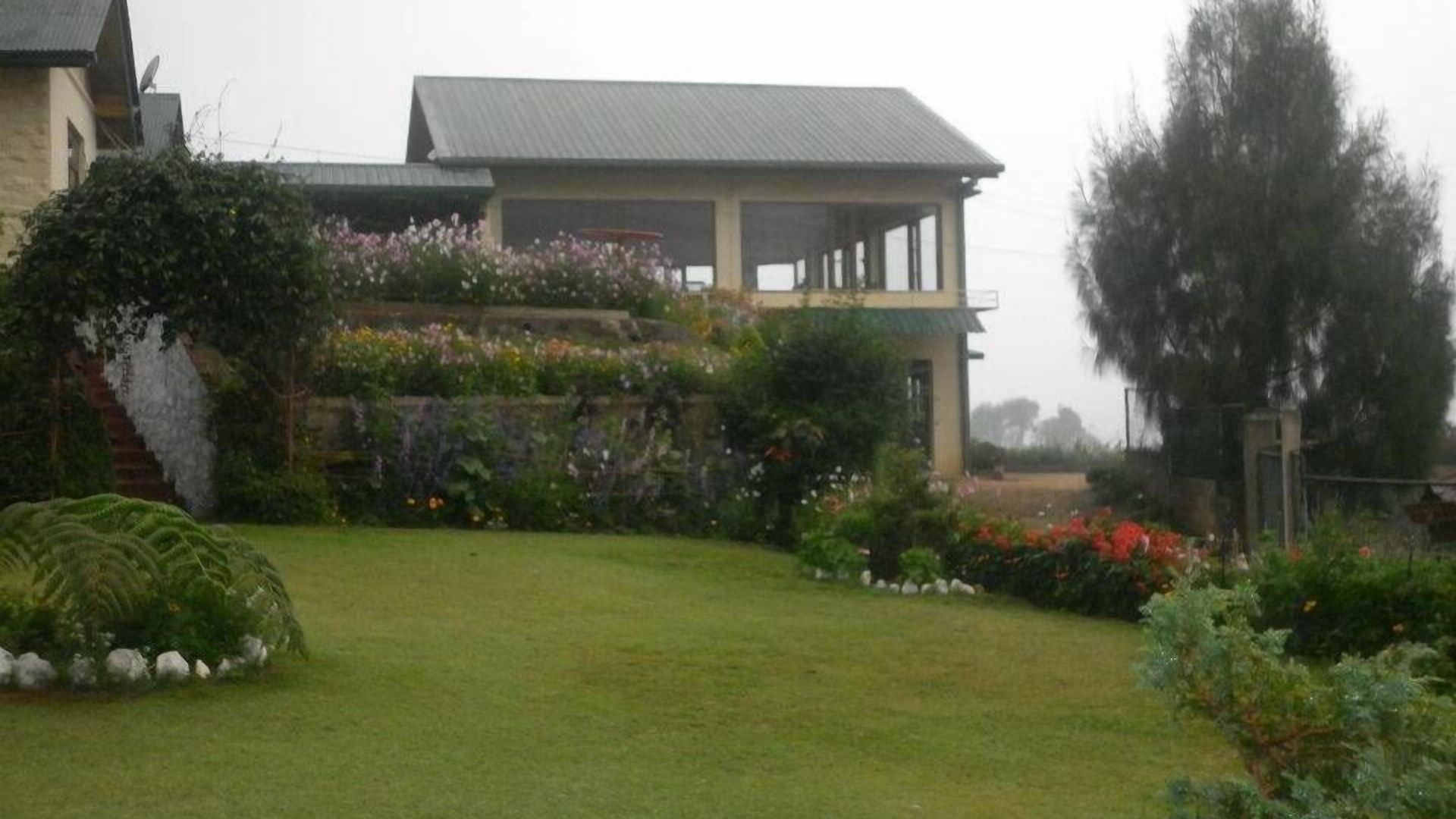 Tea Bush