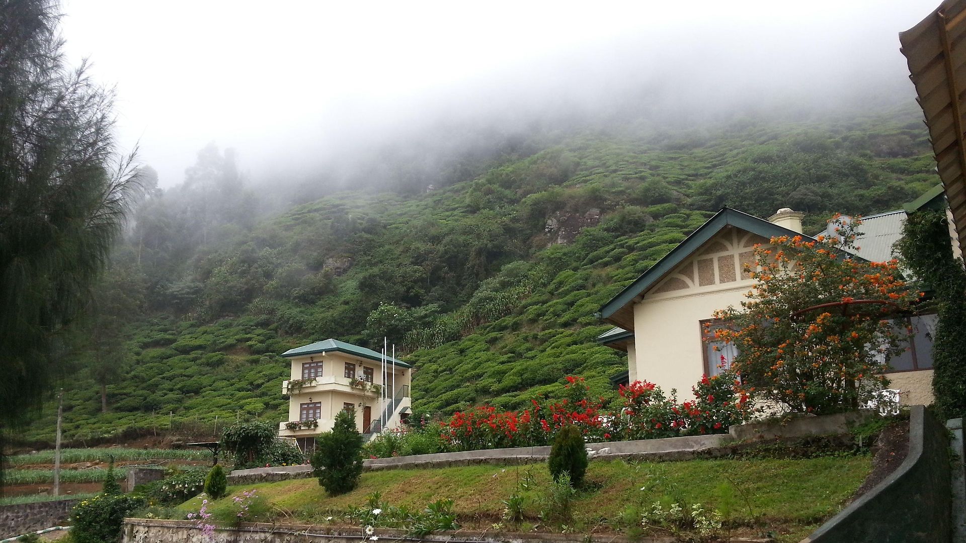 Hotel Tea Bush