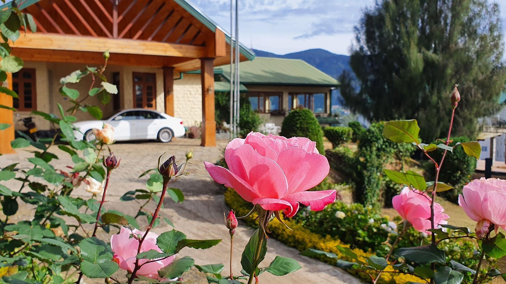Hotel Tea Bush