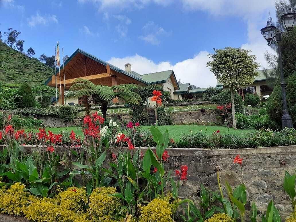 Tea Bush Nuwara Eliya