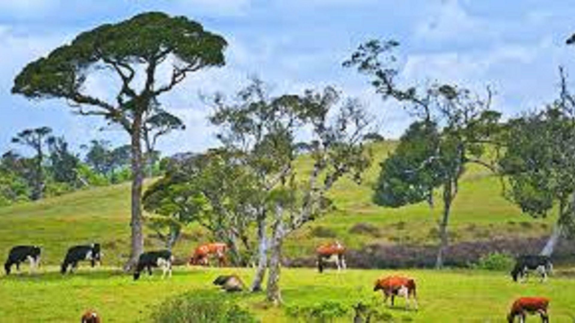 Terrace Holiday home Nuwara Eliya