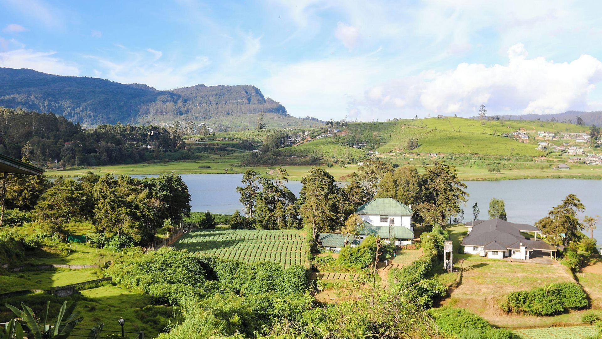 Acacia Nuwara Eliya