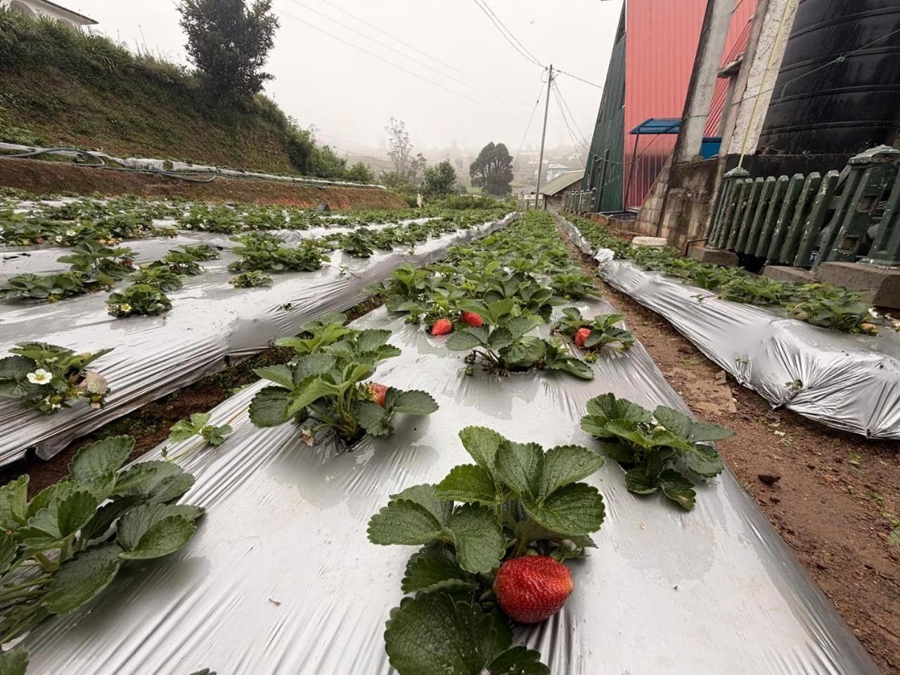 Acn Strawberry