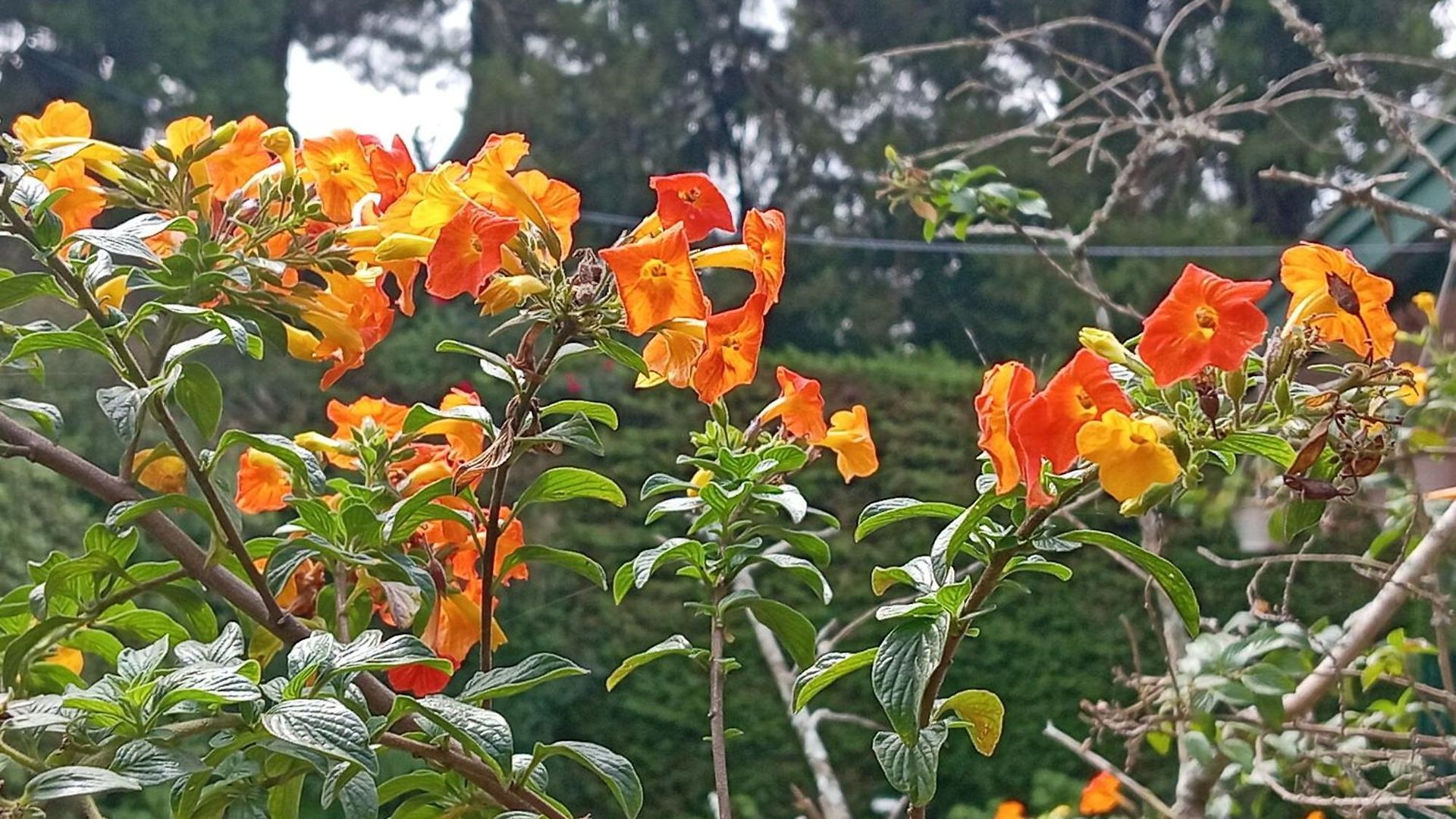 Hostel Lady Maccllum's Stone Nuwareliya Sri Lanka *