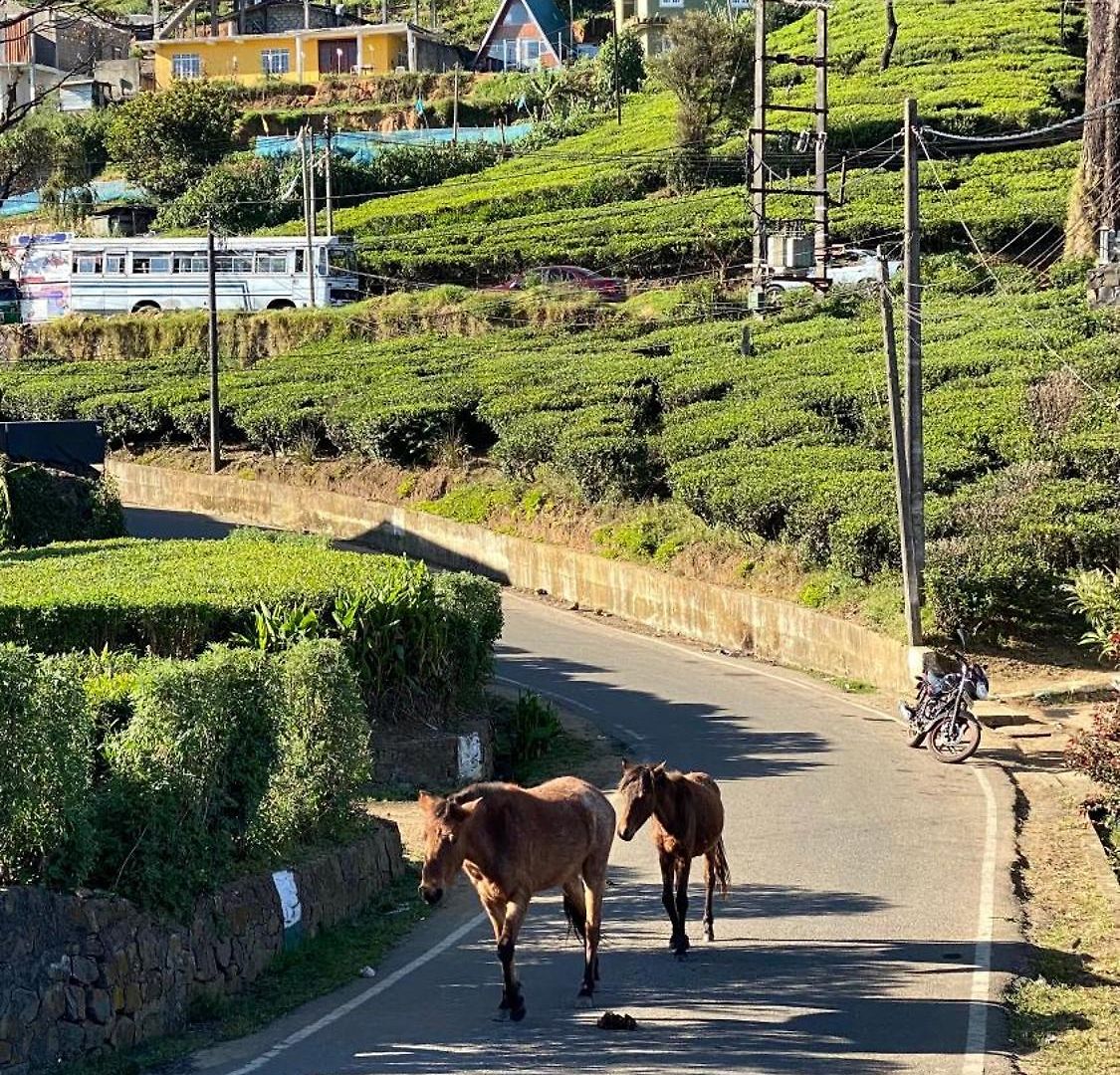 Twinkle Nuwara Eliya